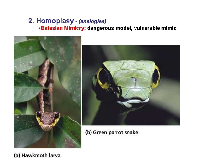 2. Homoplasy - (analogies) • Batesian Mimicry: dangerous model, vulnerable mimic 