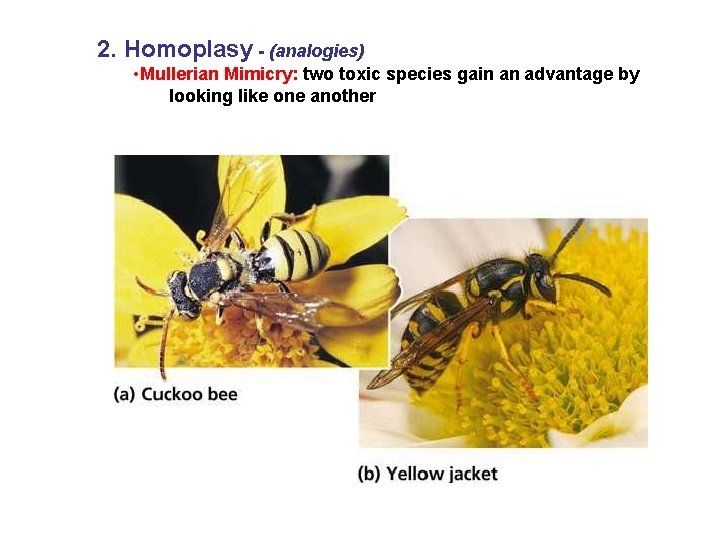 2. Homoplasy - (analogies) • Mullerian Mimicry: two toxic species gain an advantage by