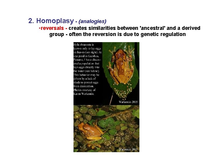 2. Homoplasy - (analogies) • reversals - creates similarities between 'ancestral' and a derived