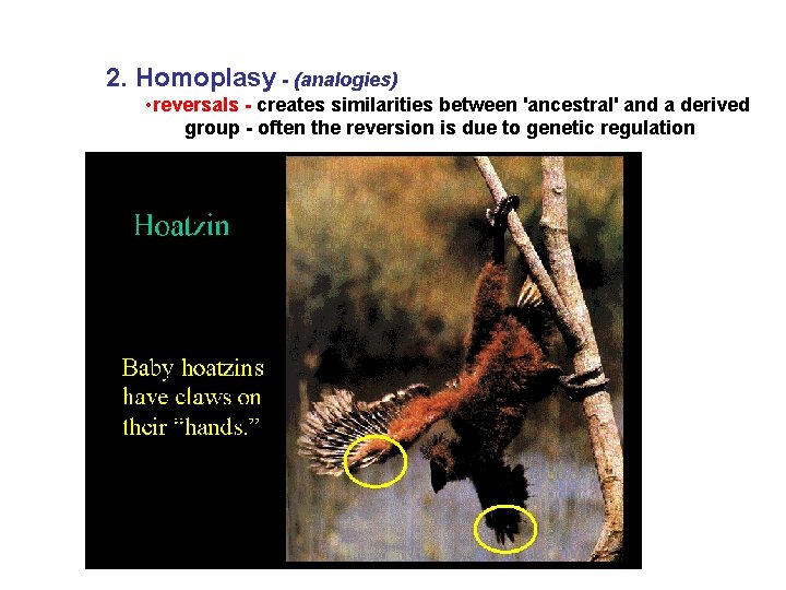 2. Homoplasy - (analogies) • reversals - creates similarities between 'ancestral' and a derived