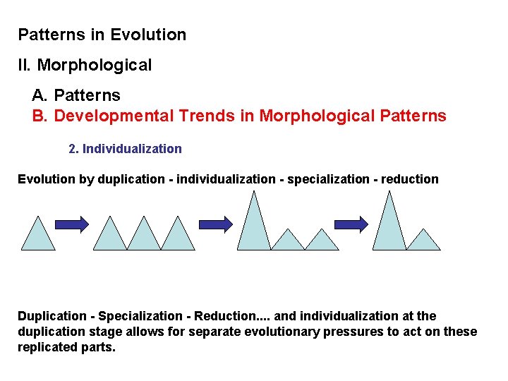 Patterns in Evolution II. Morphological A. Patterns B. Developmental Trends in Morphological Patterns 2.