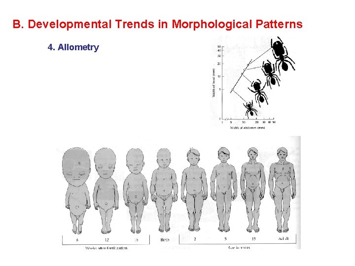 B. Developmental Trends in Morphological Patterns 4. Allometry 