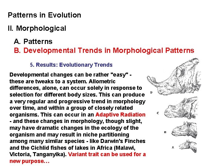Patterns in Evolution II. Morphological A. Patterns B. Developmental Trends in Morphological Patterns 5.