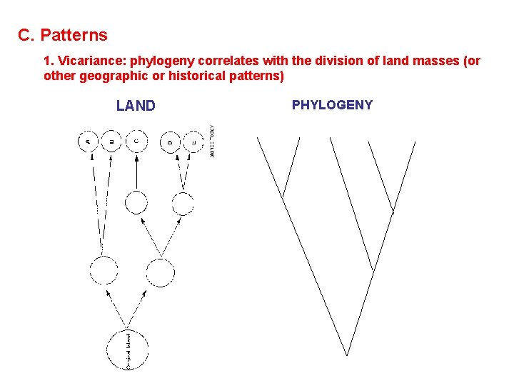 C. Patterns 1. Vicariance: phylogeny correlates with the division of land masses (or other