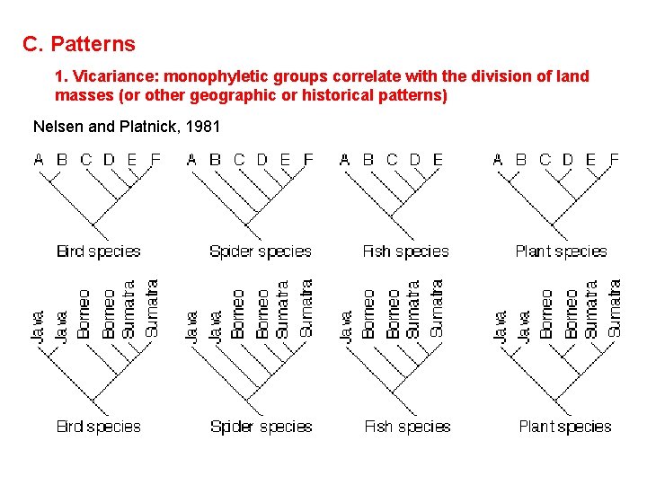 C. Patterns 1. Vicariance: monophyletic groups correlate with the division of land masses (or