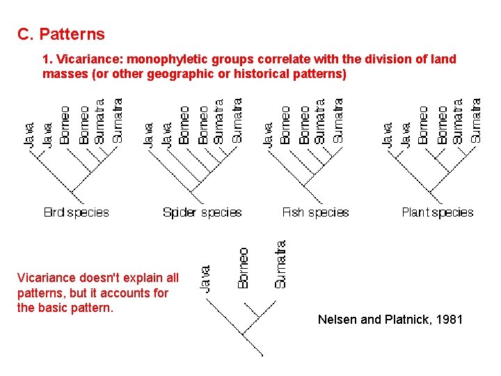 C. Patterns 1. Vicariance: monophyletic groups correlate with the division of land masses (or