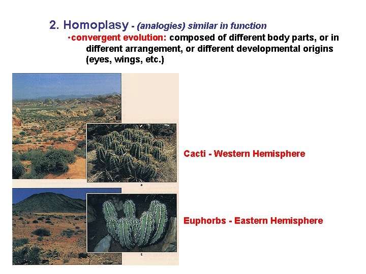 2. Homoplasy - (analogies) similar in function • convergent evolution: composed of different body