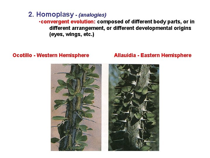 2. Homoplasy - (analogies) • convergent evolution: composed of different body parts, or in