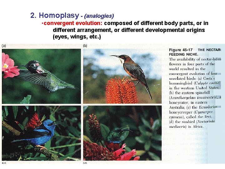 2. Homoplasy - (analogies) • convergent evolution: composed of different body parts, or in