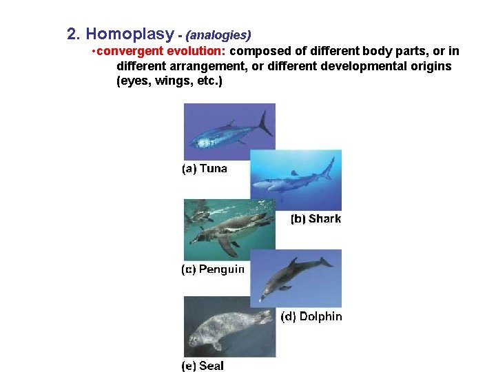 2. Homoplasy - (analogies) • convergent evolution: composed of different body parts, or in