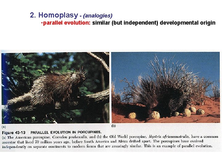 2. Homoplasy - (analogies) • parallel evolution: similar (but independent) developmental origin 