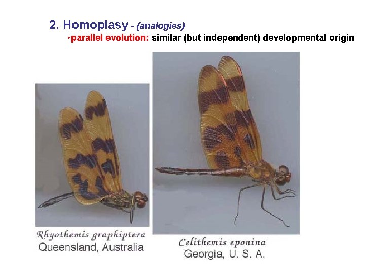 2. Homoplasy - (analogies) • parallel evolution: similar (but independent) developmental origin 