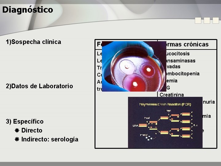 Diagnóstico 1)Sospecha clínica 2)Datos de Laboratorio 3) Específico Directo Indirecto: serología Formas agudas Formas
