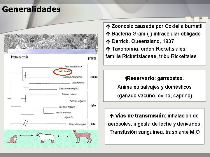 Generalidades Zoonosis causada por Coxiella burnetti Bacteria Gram (-) intracelular obligado Derrick, Queensland, 1937