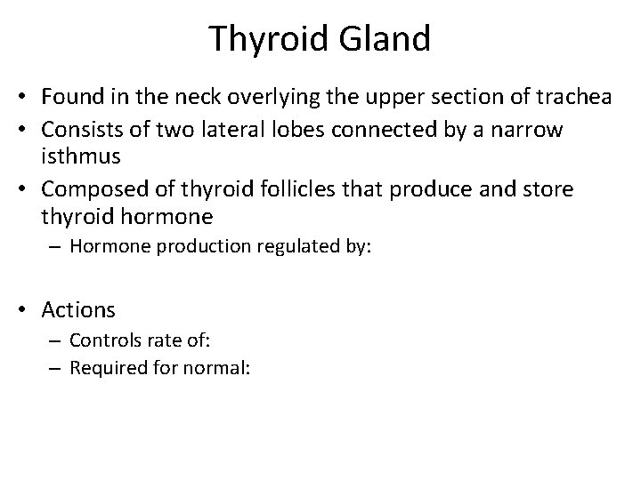 Thyroid Gland • Found in the neck overlying the upper section of trachea •