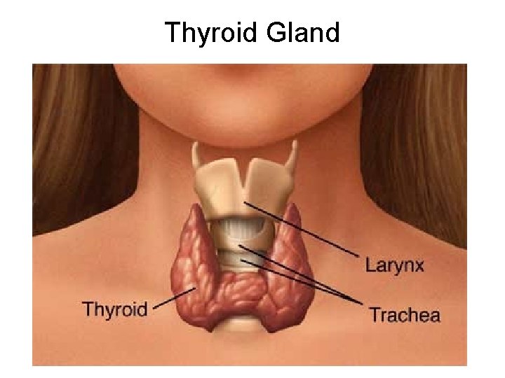 Thyroid Gland 