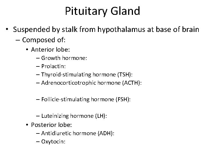 Pituitary Gland • Suspended by stalk from hypothalamus at base of brain – Composed