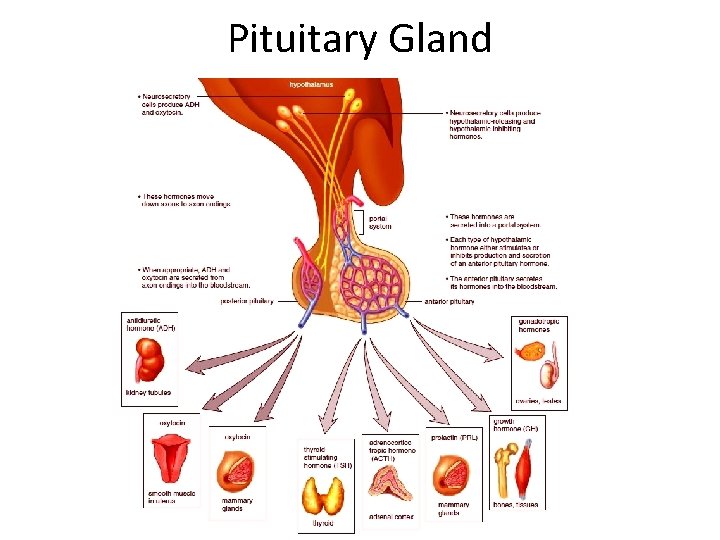 Pituitary Gland 