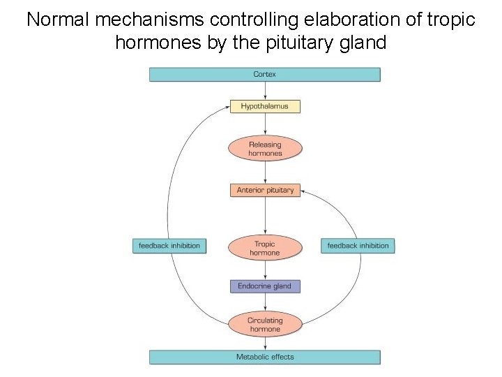 Normal mechanisms controlling elaboration of tropic hormones by the pituitary gland 