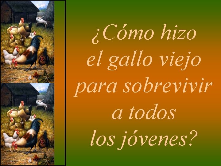 ¿Cómo hizo el gallo viejo para sobrevivir a todos los jóvenes? 