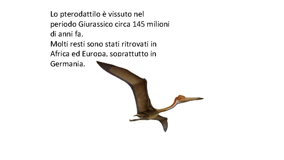 Lo pterodattilo è vissuto nel periodo Giurassico circa 145 milioni di anni fa. Molti