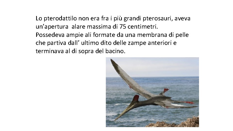 Lo pterodattilo non era fra i più grandi pterosauri, aveva un’apertura alare massima di