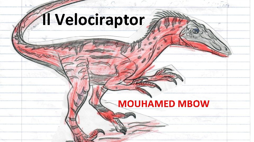 Il Velociraptor MOUHAMED MBOW 