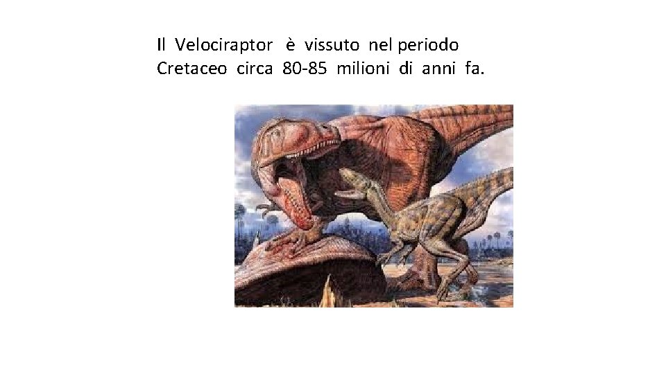 Il Velociraptor è vissuto nel periodo Cretaceo circa 80 -85 milioni di anni fa.