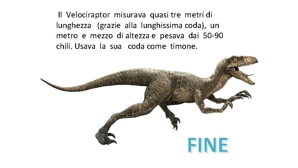 Il Velociraptor misurava quasi tre metri di lunghezza (grazie alla lunghissima coda), un metro