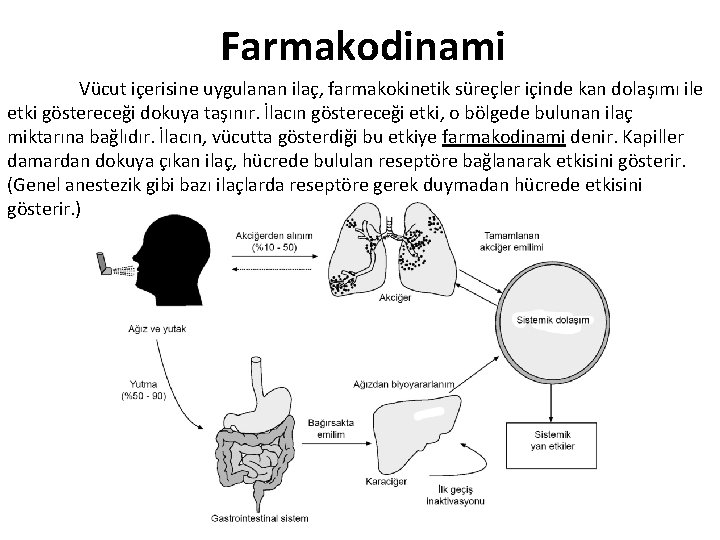 Farmakodinami Vücut içerisine uygulanan ilaç, farmakokinetik süreçler içinde kan dolaşımı ile etki göstereceği dokuya