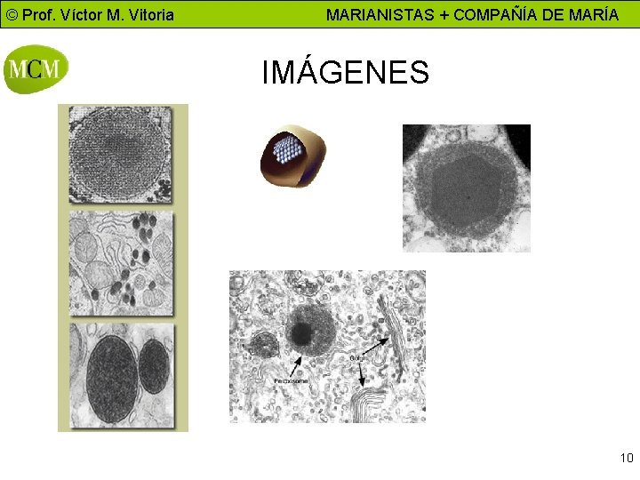 © Prof. Víctor M. Vitoria MARIANISTAS + COMPAÑÍA DE MARÍA IMÁGENES CITOLOGÍA – Biología