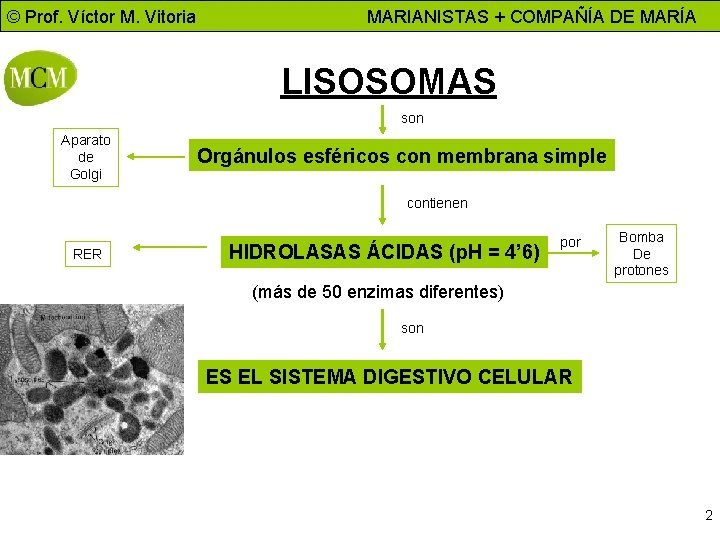 © Prof. Víctor M. Vitoria MARIANISTAS + COMPAÑÍA DE MARÍA LISOSOMAS son Aparato de