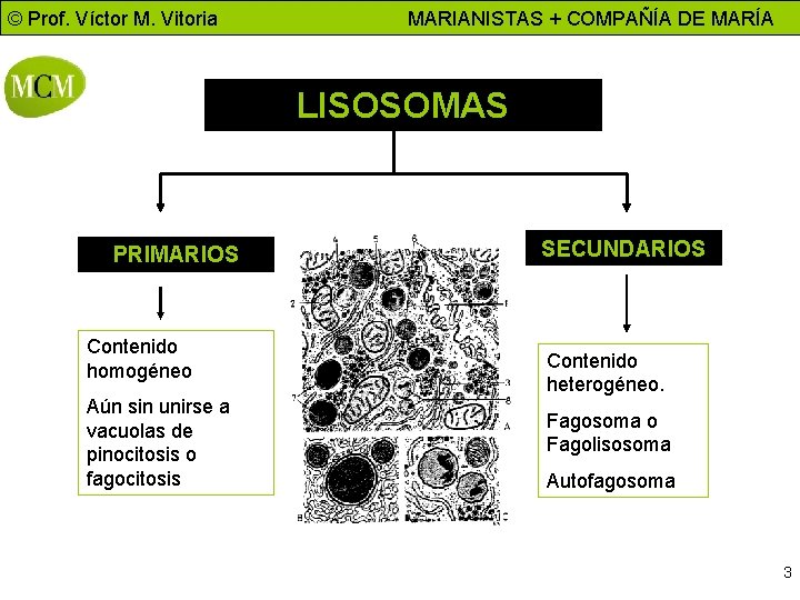 © Prof. Víctor M. Vitoria MARIANISTAS + COMPAÑÍA DE MARÍA LISOSOMAS PRIMARIOS Contenido homogéneo
