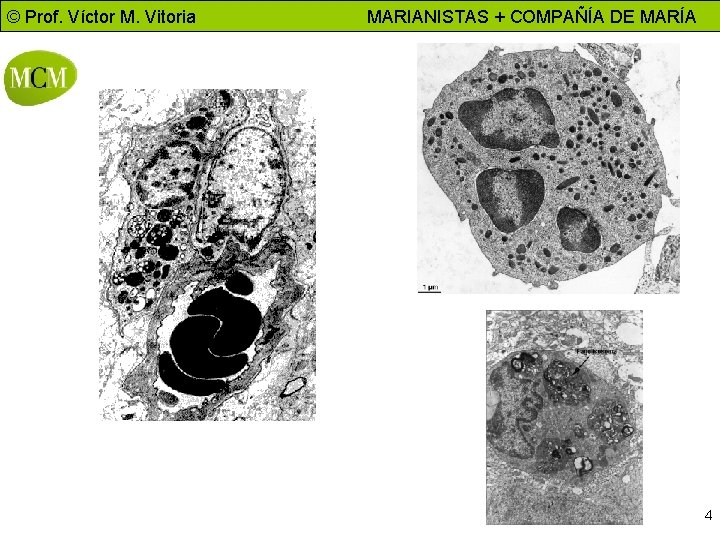 © Prof. Víctor M. Vitoria CITOLOGÍA – Biología 2º bachillerato MARIANISTAS + COMPAÑÍA DE