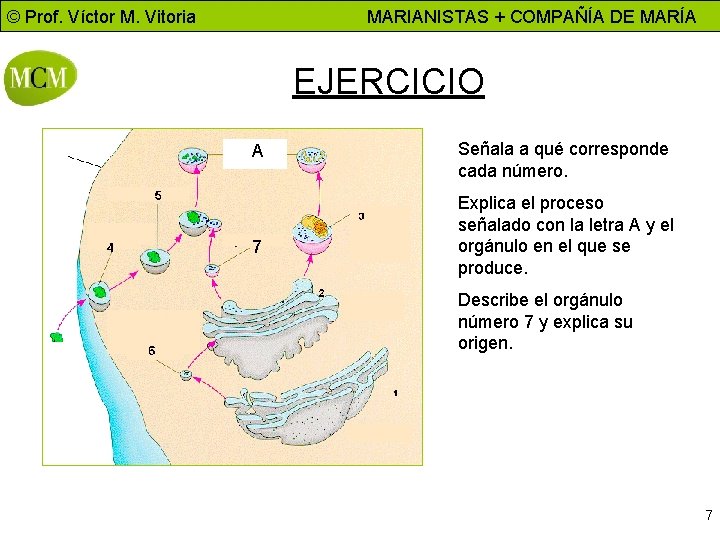 © Prof. Víctor M. Vitoria MARIANISTAS + COMPAÑÍA DE MARÍA EJERCICIO A 7 Señala