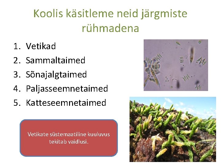 Koolis käsitleme neid järgmiste rühmadena 1. 2. 3. 4. 5. Vetikad Sammaltaimed Sõnajalgtaimed Paljasseemnetaimed