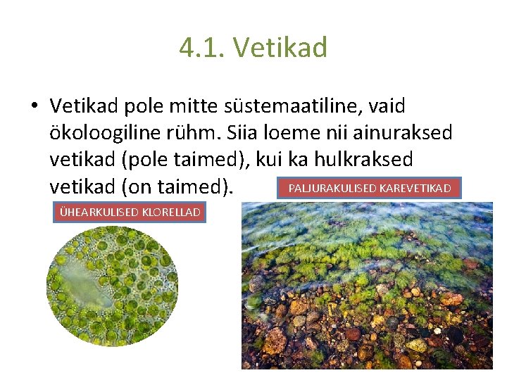 4. 1. Vetikad • Vetikad pole mitte süstemaatiline, vaid ökoloogiline rühm. Siia loeme nii