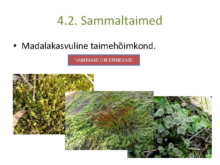 4. 2. Sammaltaimed • Madalakasvuline taimehõimkond. SAMBLAID ON ERINEVAID 