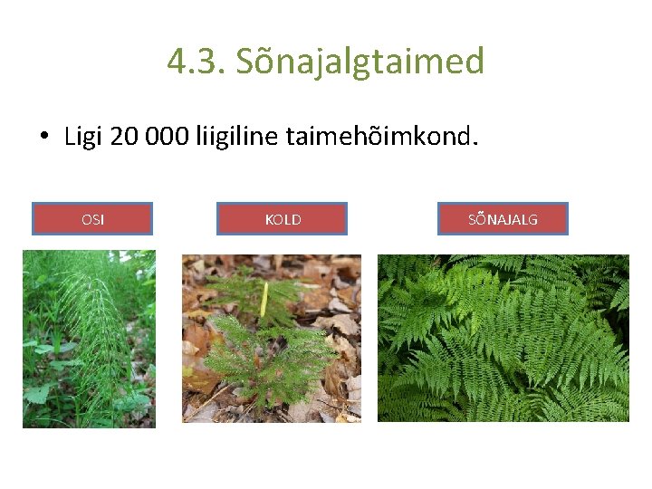4. 3. Sõnajalgtaimed • Ligi 20 000 liigiline taimehõimkond. OSI KOLD SÕNAJALG 
