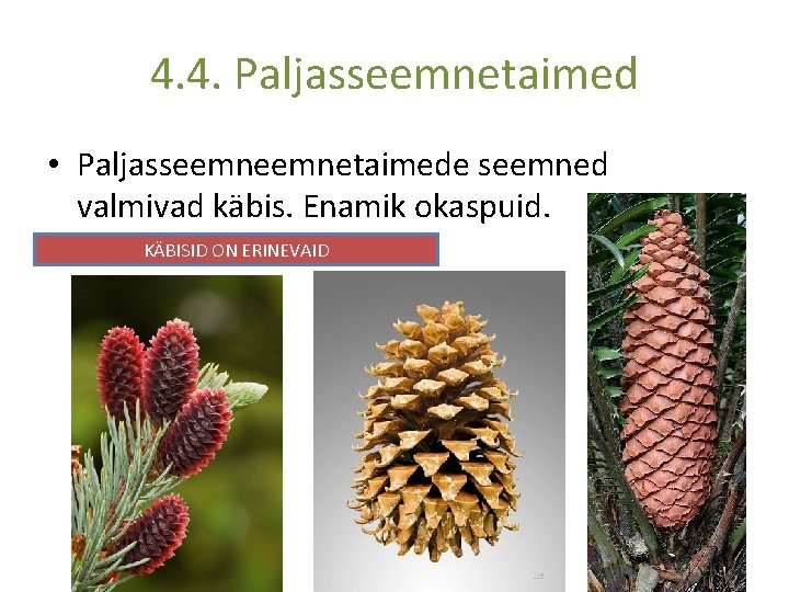 4. 4. Paljasseemnetaimed • Paljasseemnetaimede seemned valmivad käbis. Enamik okaspuid. KÄBISID ON ERINEVAID 
