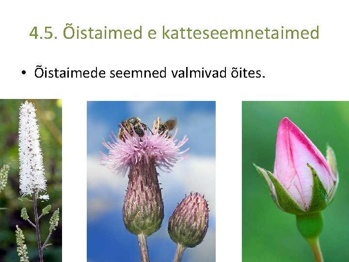 4. 5. Õistaimed e katteseemnetaimed • Õistaimede seemned valmivad õites. 