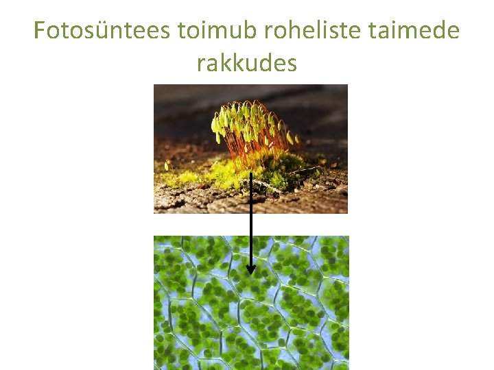Fotosüntees toimub roheliste taimede rakkudes 