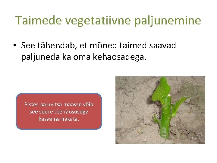 Taimede vegetatiivne paljunemine • See tähendab, et mõned taimed saavad paljuneda ka oma kehaosadega.