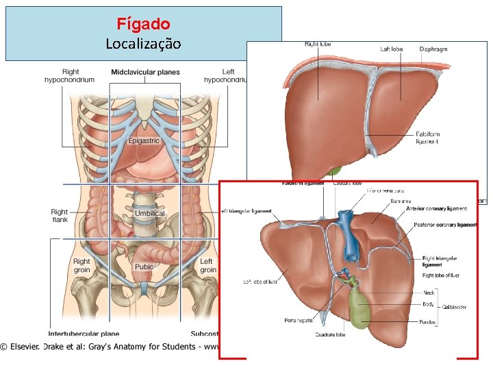 Fígado Localização 