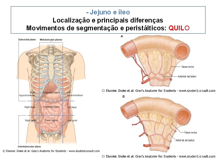 - Jejuno e íleo Localização e principais diferenças Movimentos de segmentação e peristálticos: QUILO