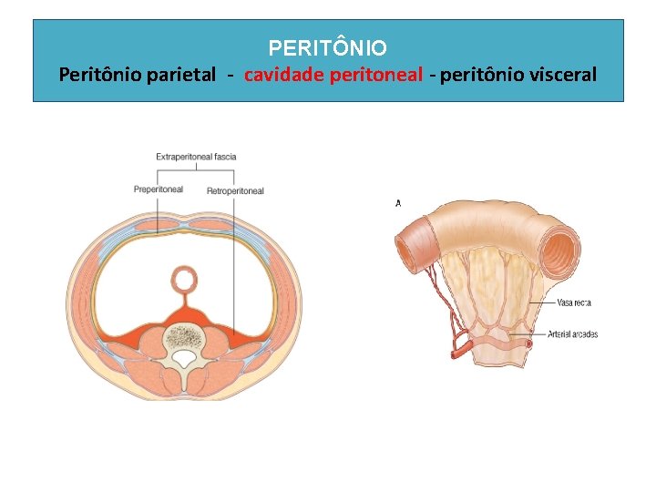 PERITÔNIO Peritônio parietal - cavidade peritoneal - peritônio visceral 