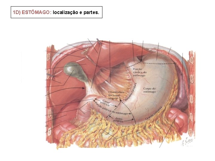 1 D) ESTÔMAGO: localização e partes. 