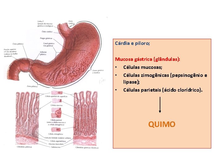 Cárdia e piloro; Mucosa gástrica (glândulas): • Células mucosas; • Células zimogênicas (pepsinogênio e