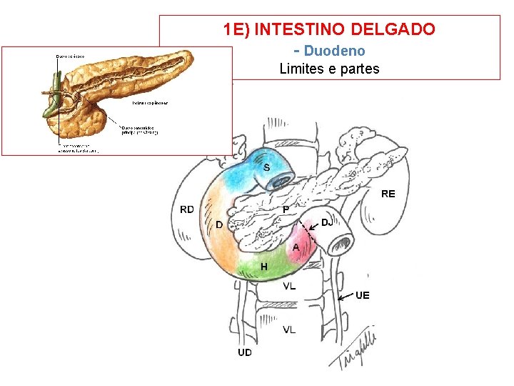 1 E) INTESTINO DELGADO - Duodeno Limites e partes 