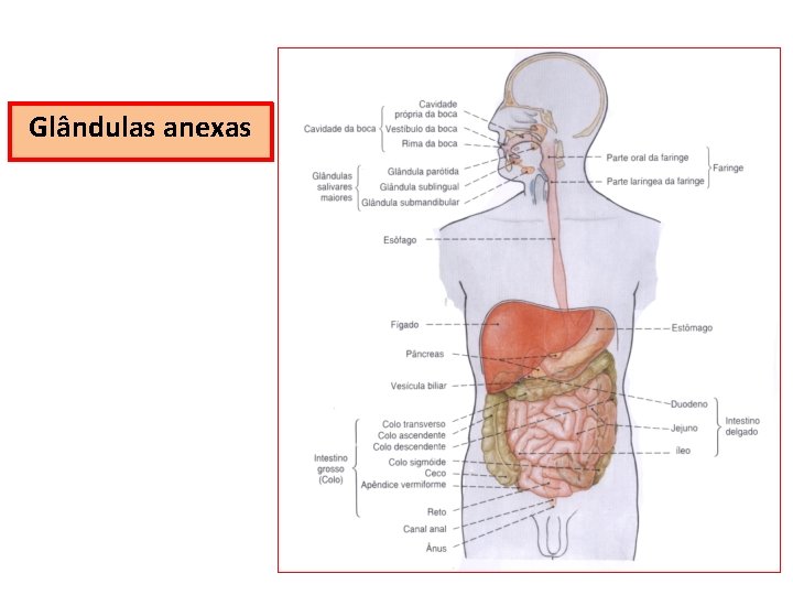 Glândulas anexas 